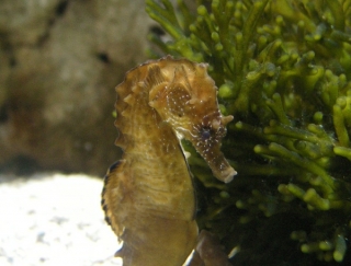 Caballito de mar
